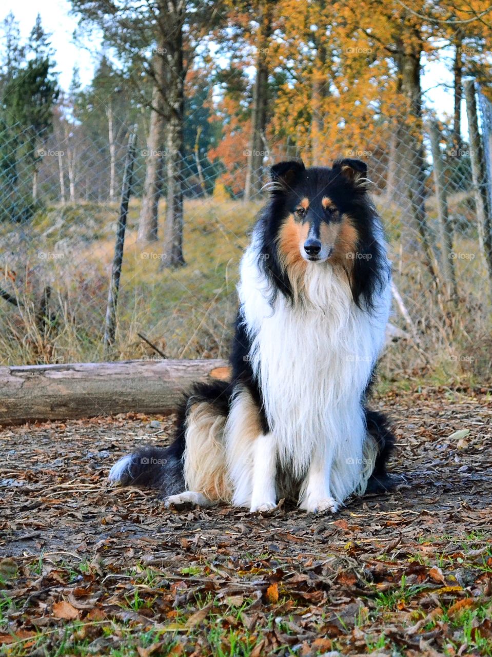 Rough collie