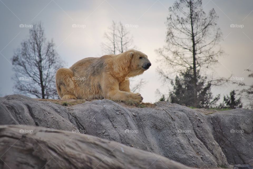 Polar bear sitting on a rock