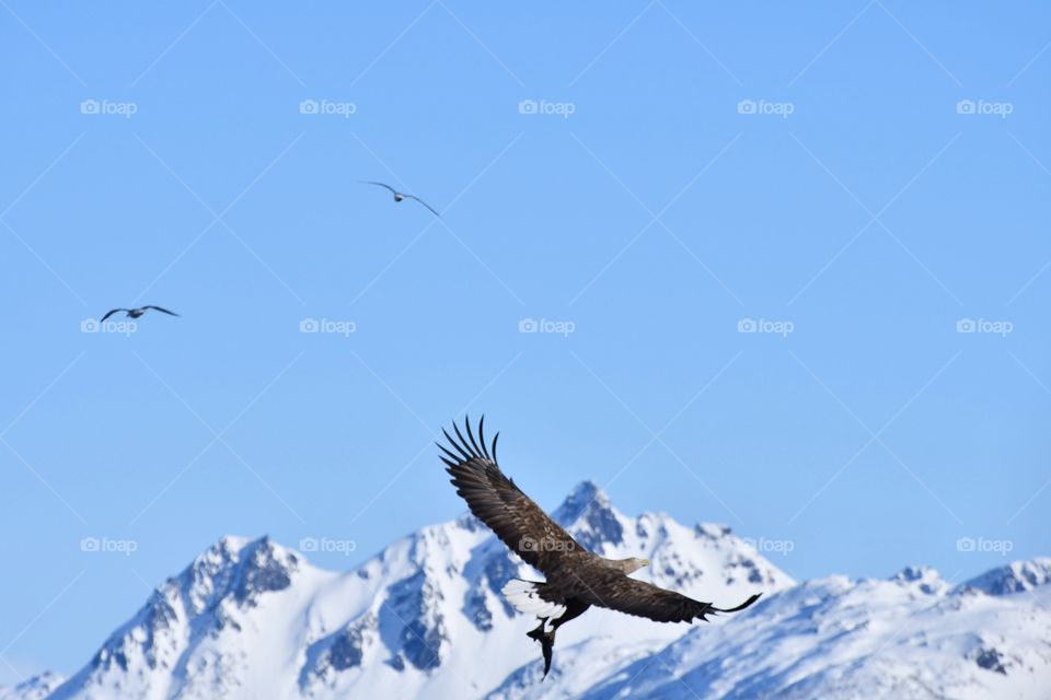 Sea eagle with the catch