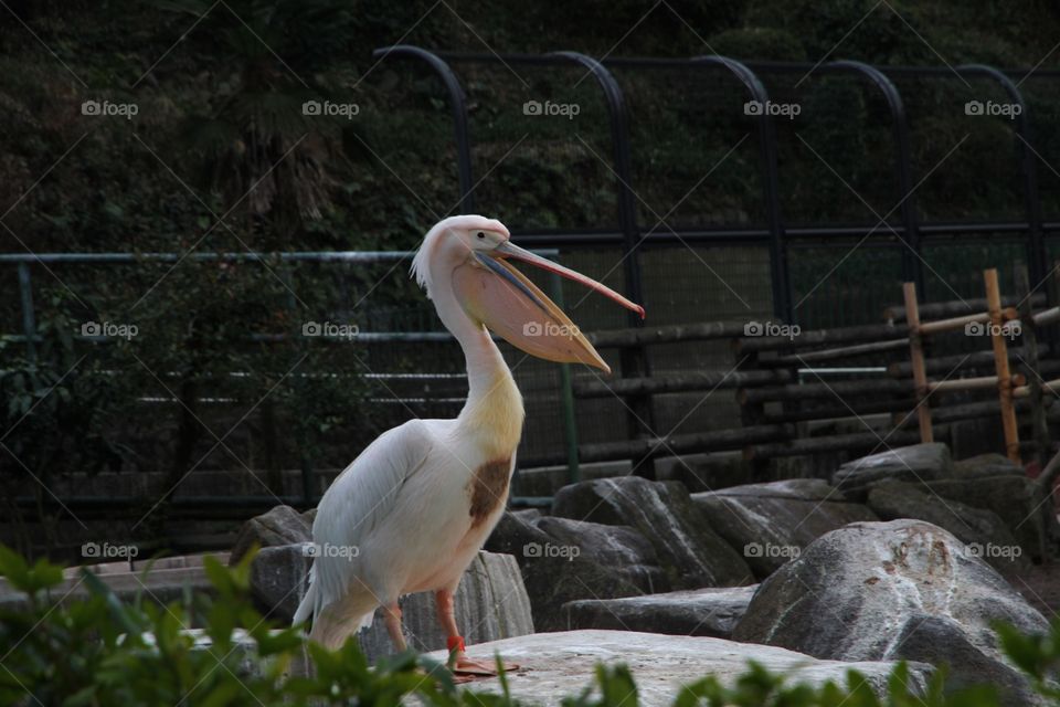 Sea bird 