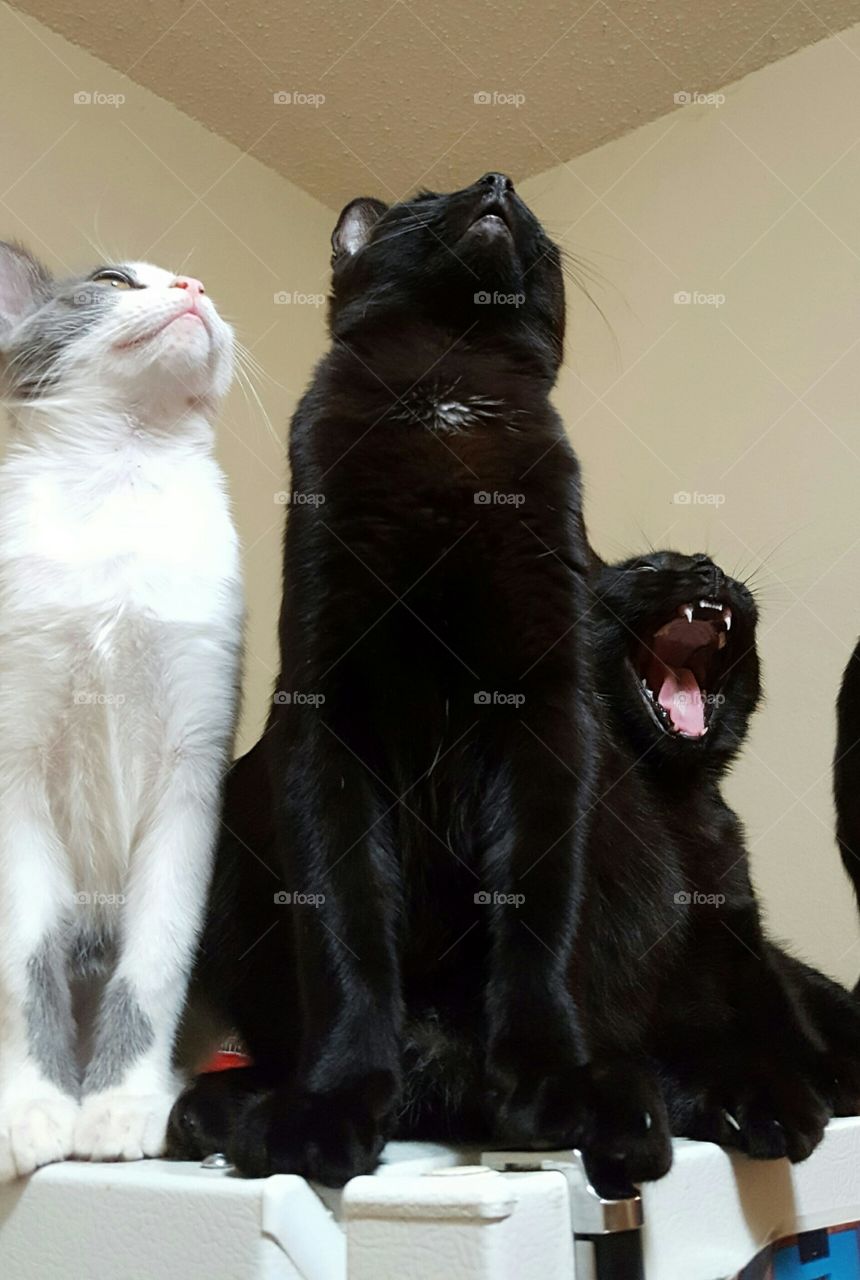 kitty cats watching a bug