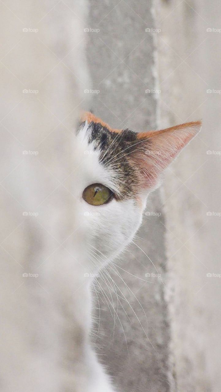 Curiosidad felina  - Feline curiosity 