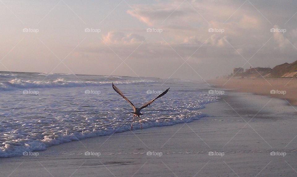 Heron Liftoff. Heron on Beach