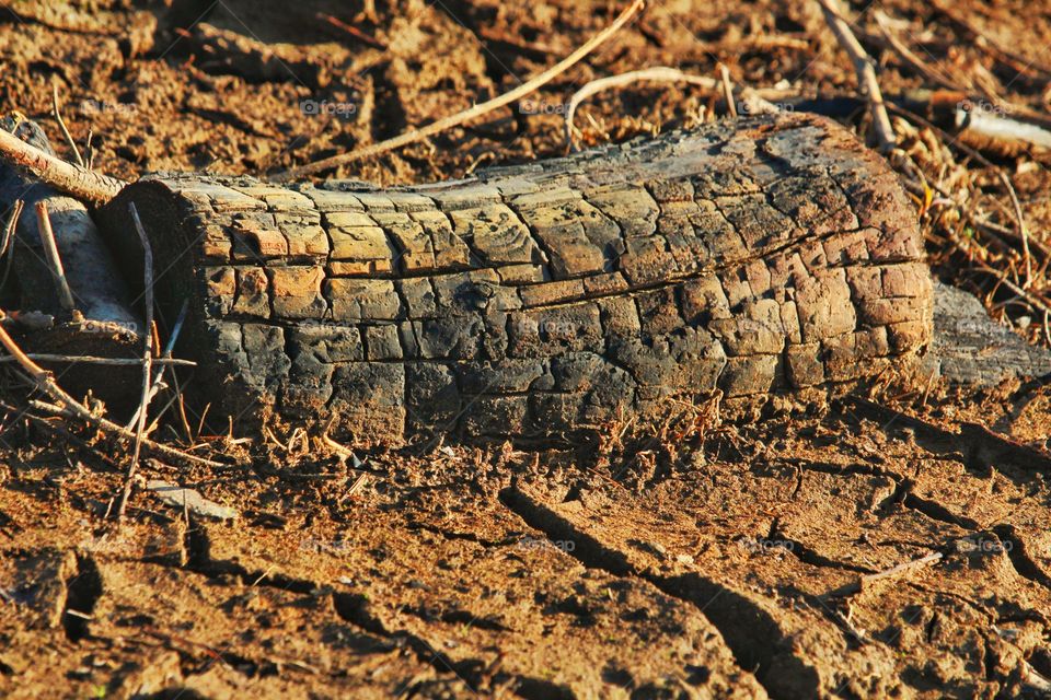 Verbrannter Baumstumpf