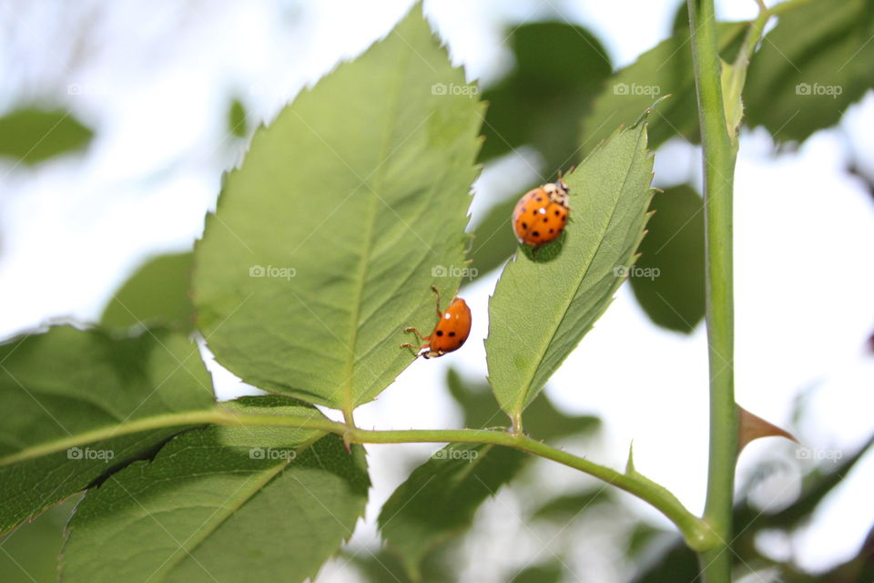 a pair of ladybirds