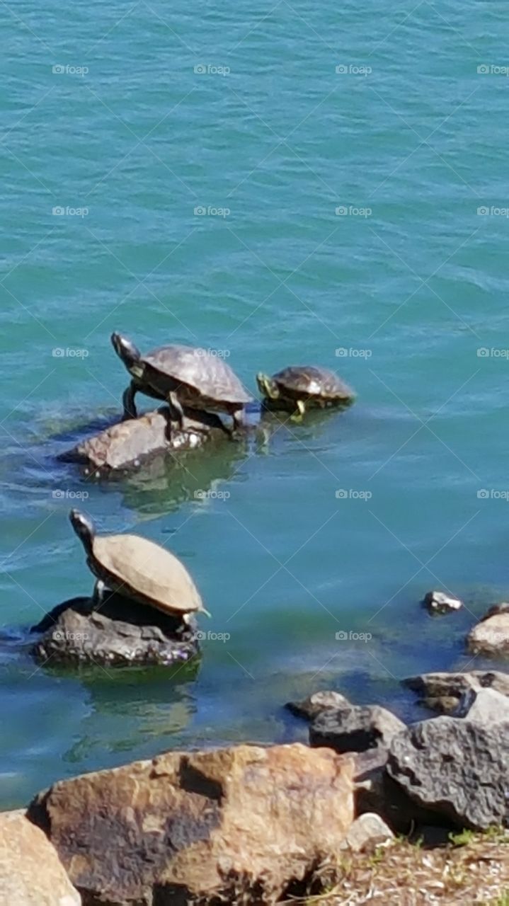 Sun Bathing Turtles