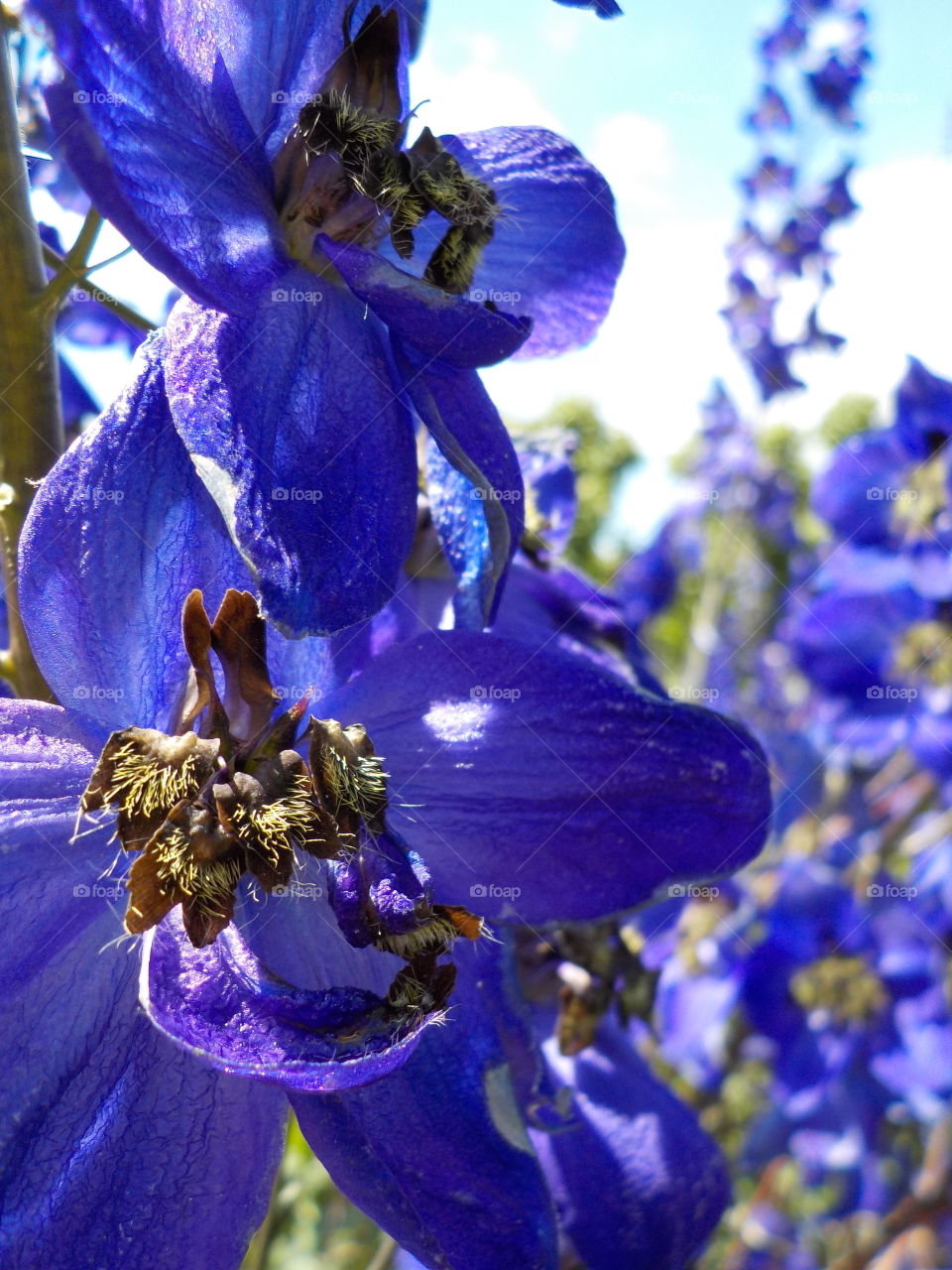Amazing delphiniums 