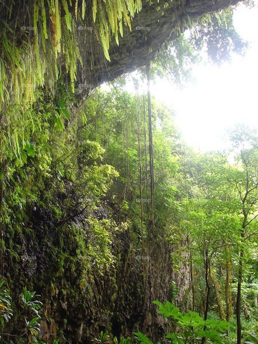 trees forest jungle beautiful by ChrissiRose