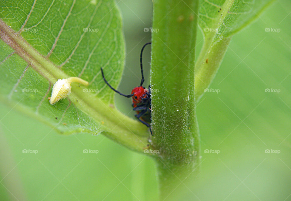 Red milkweed bug