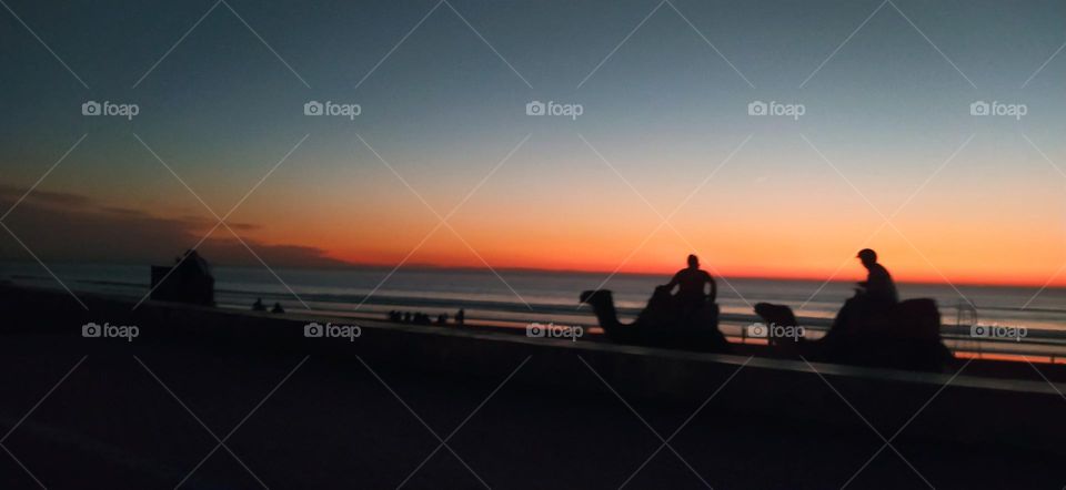 the camels in the beach. nice view