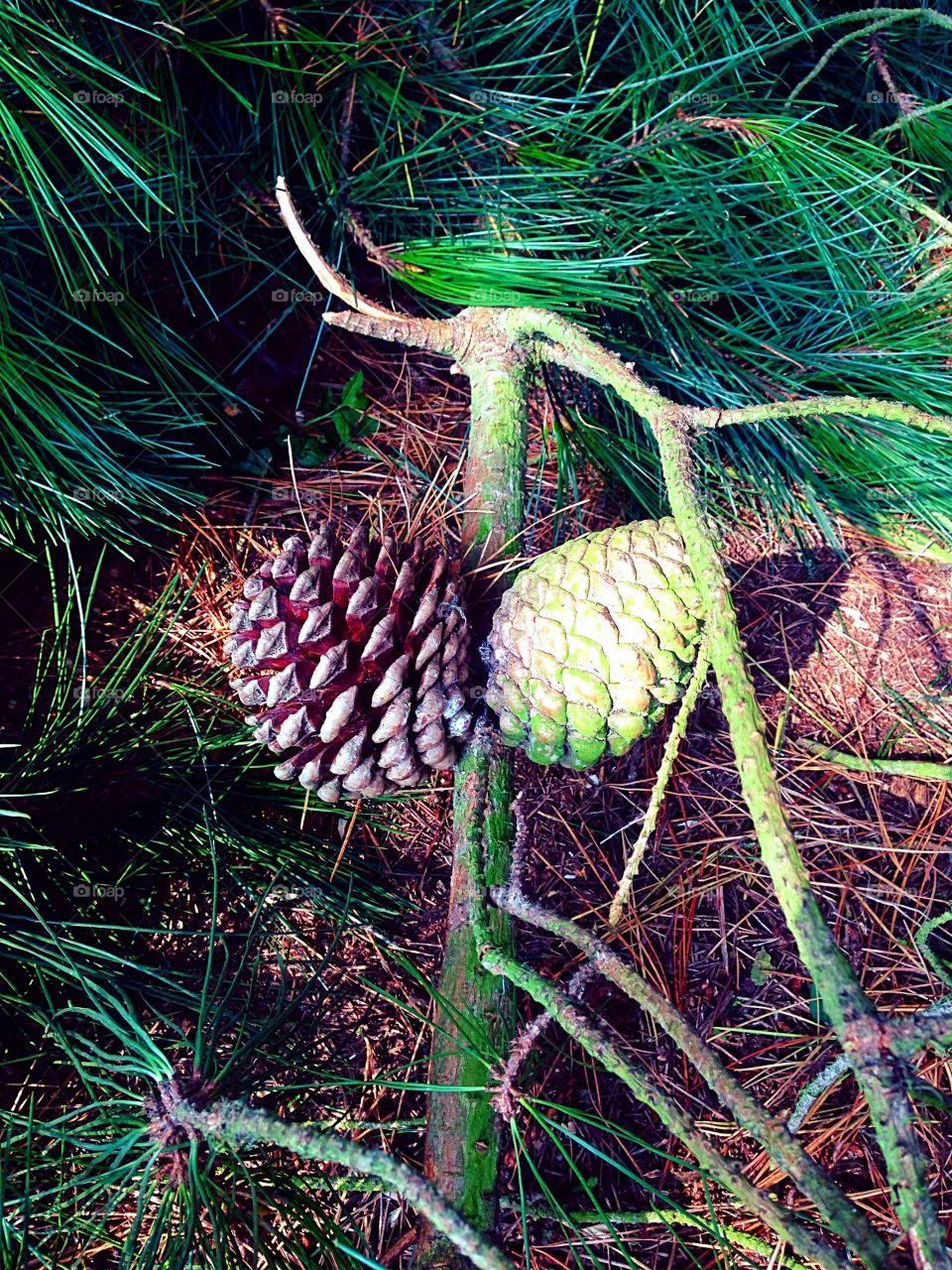 Pair of odd pine continue tree