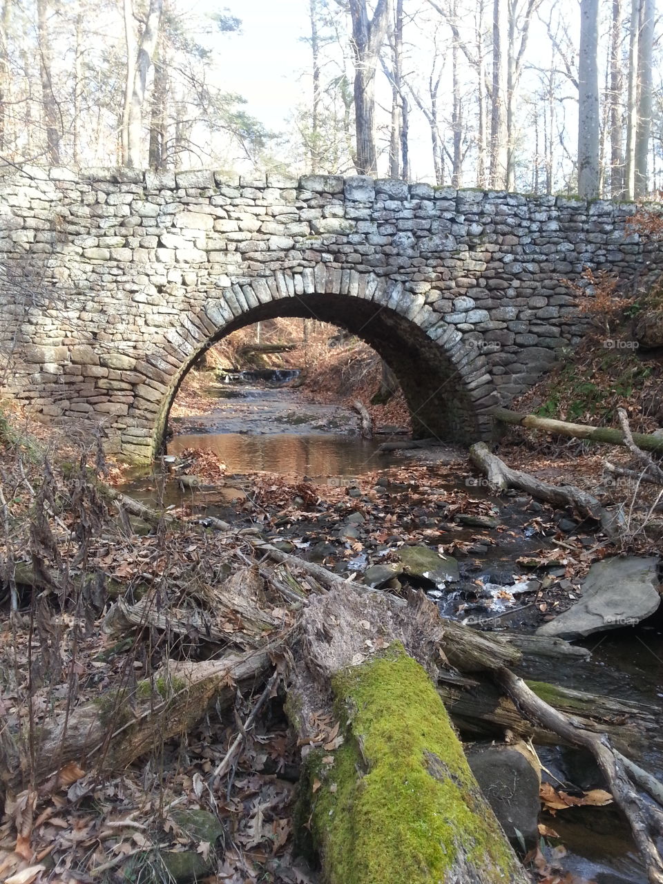 Bridge in the woods