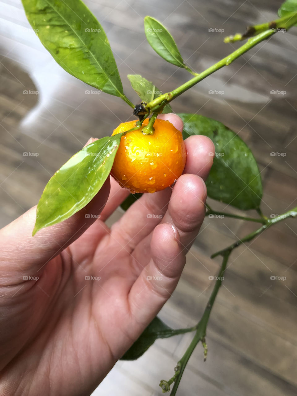 Orange on the tree. Spring.