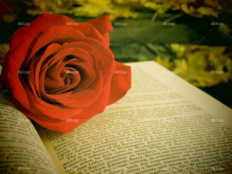 Red rose on a book