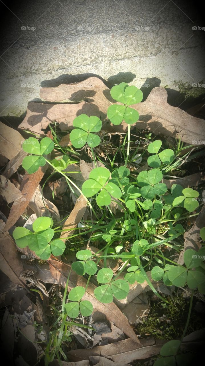 4 leaf clovers. my son spotted these 4 leaf clover, how many do you see?