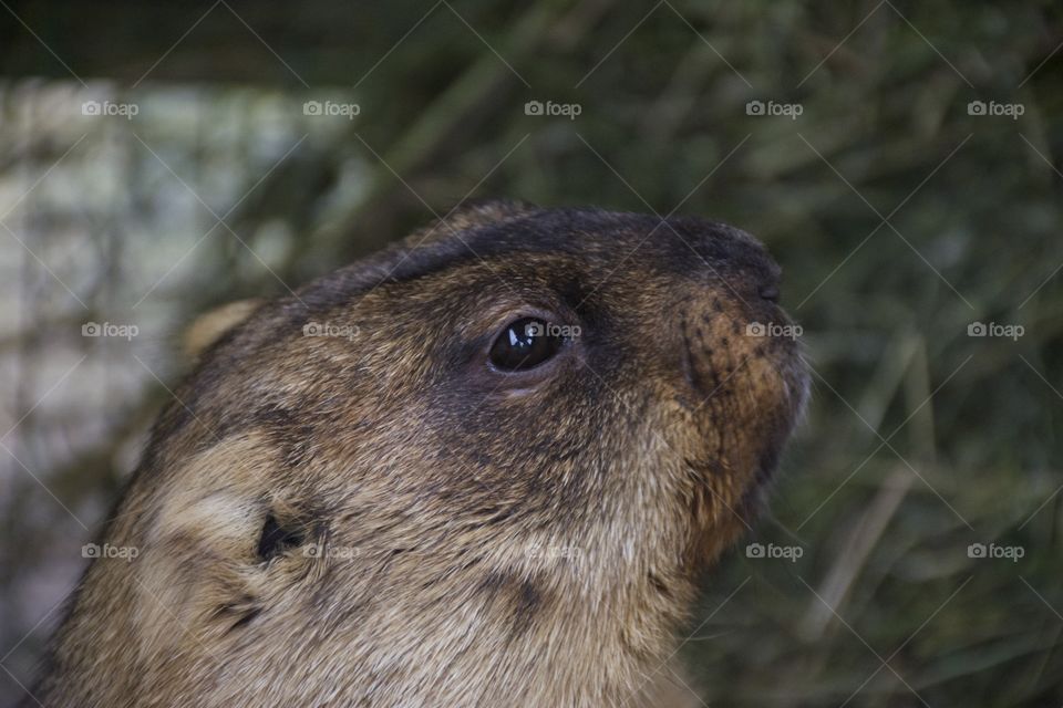 Close-up of squirrel