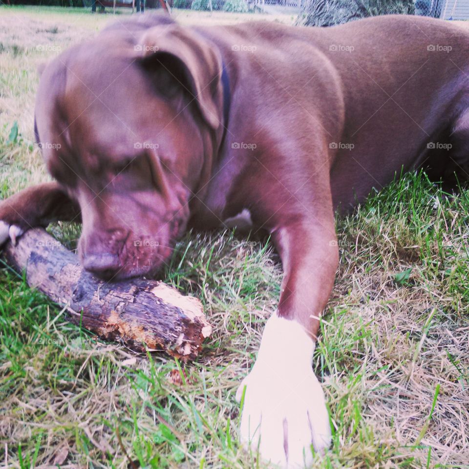Stick it to Them. Large dog chewing on a large stick. 