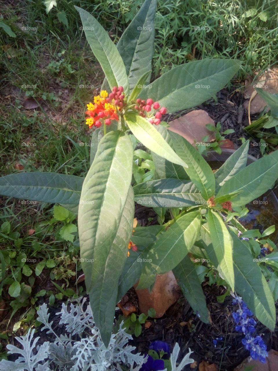 first time ever growing milkweed just for the monarch butterflies. a place just for them.