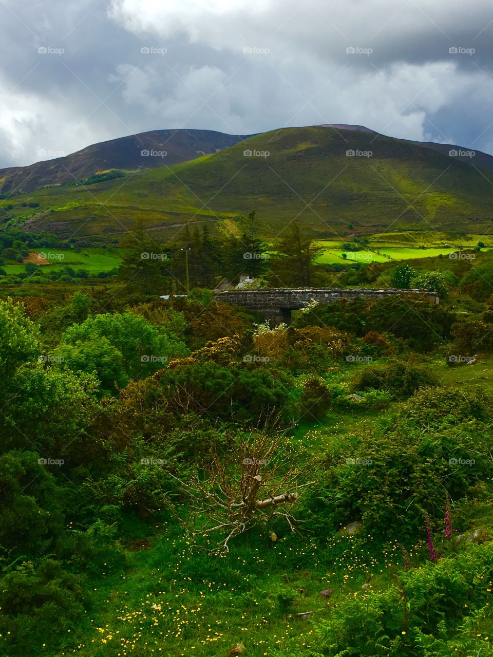The greens of Ireland 