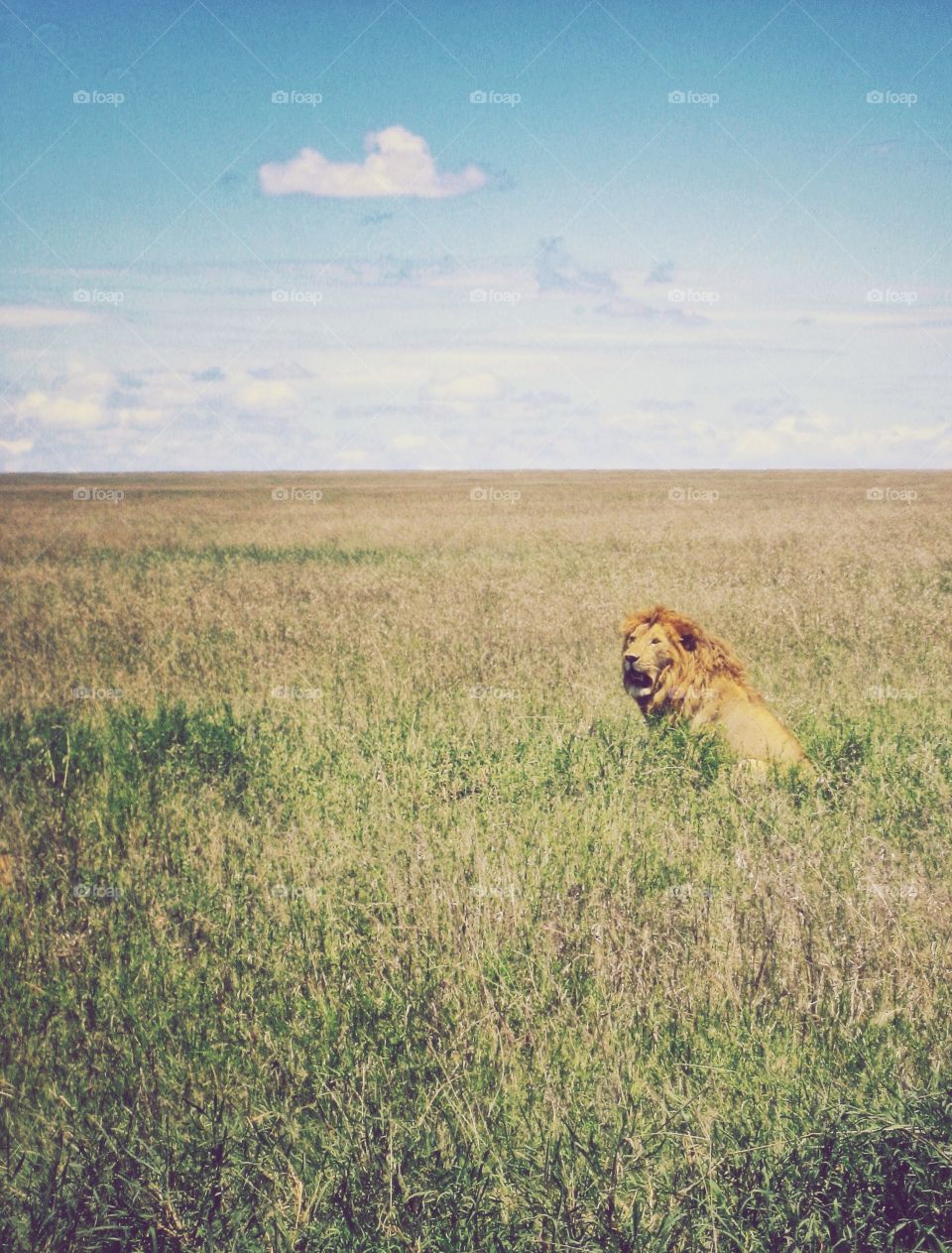 Proud Lion. Single lion sits tall and proudly on the savannas of Africa