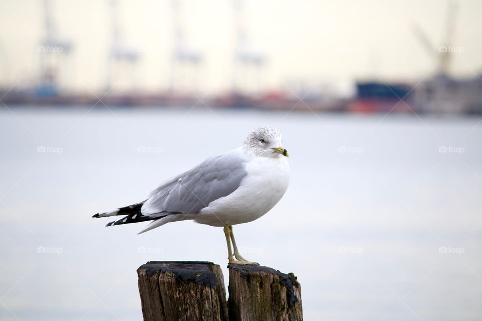 Bird, Seagulls, Water, Wildlife, No Person