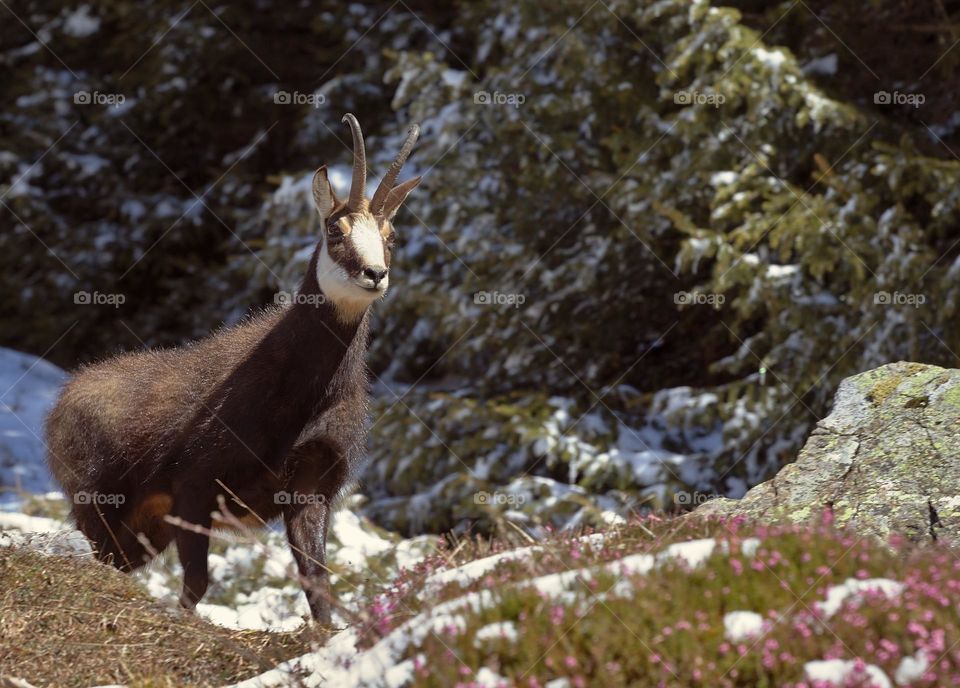 This curious Chamois in swiss mountains wondering what I was doing.