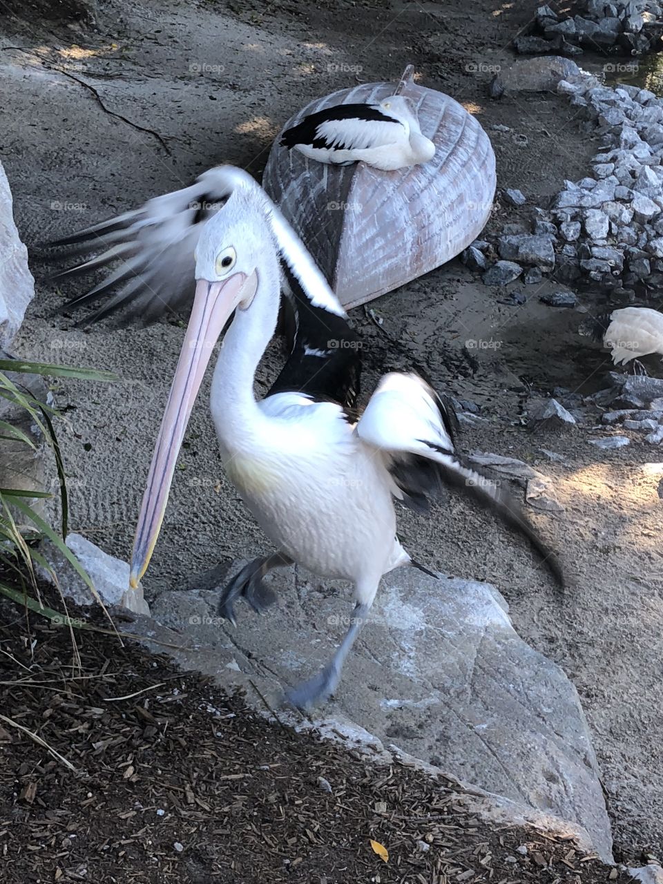 Pelican 