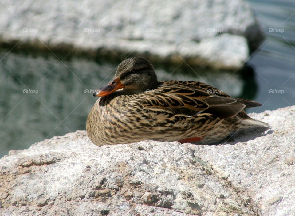 Mallard Duck on a Rock