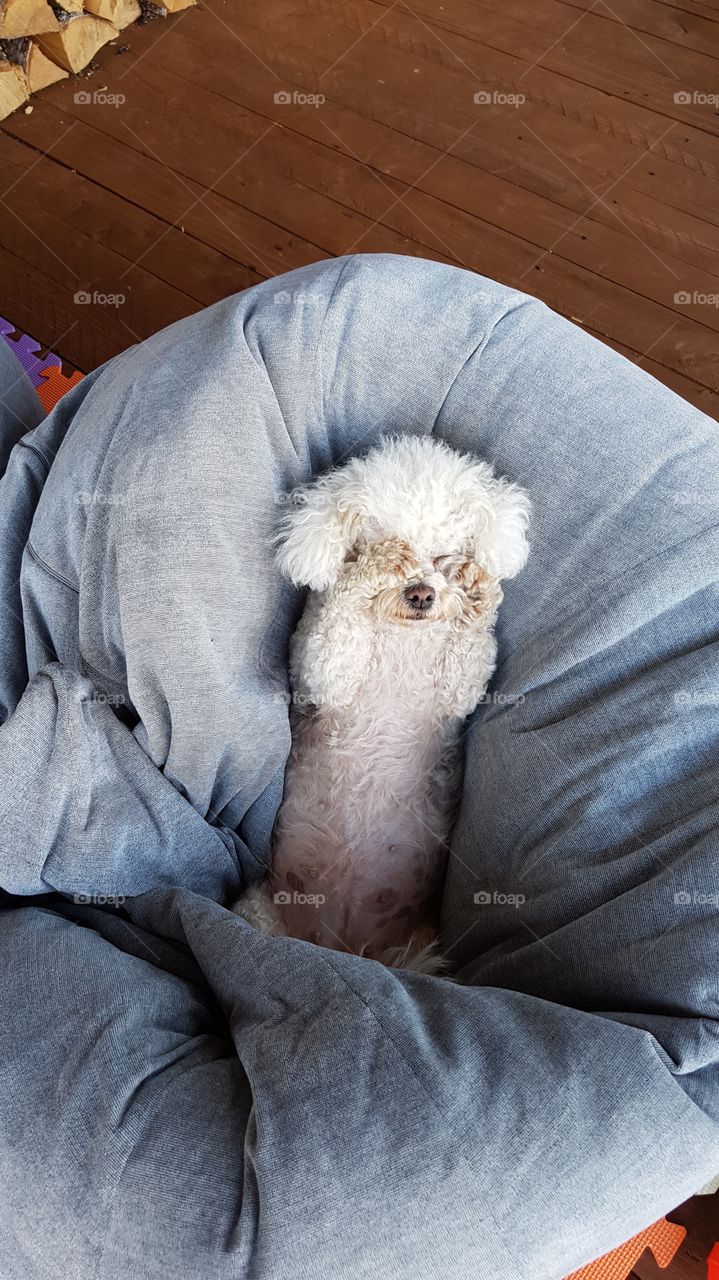 собачке стыдно, бишон фризе, тихий час