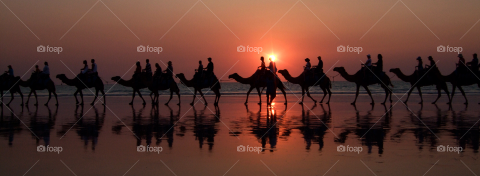Sunset, Dawn, Silhouette, Camel, Evening