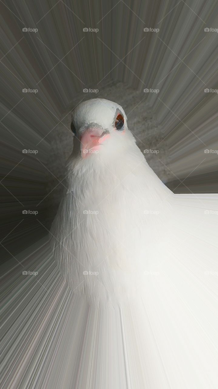 pigeon
