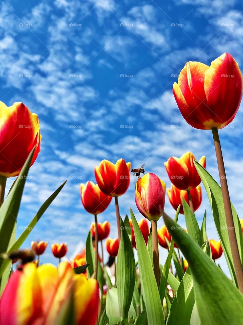 Beautiful flowers in bloom