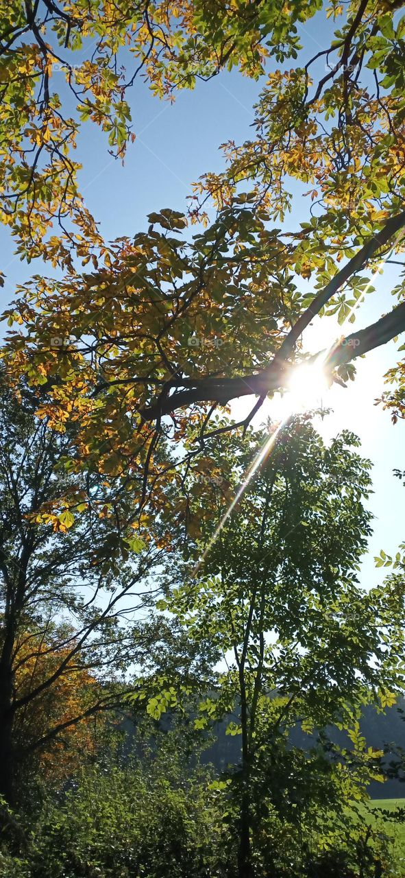 Sonne bricht durch Blätter