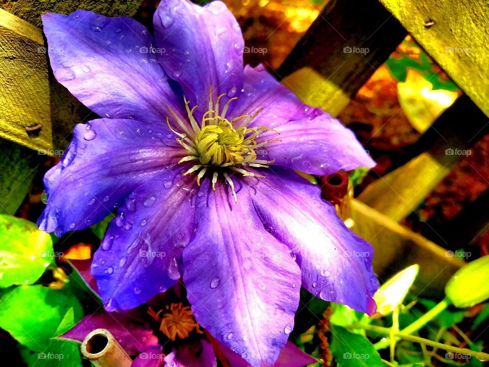 Virginia Clematis