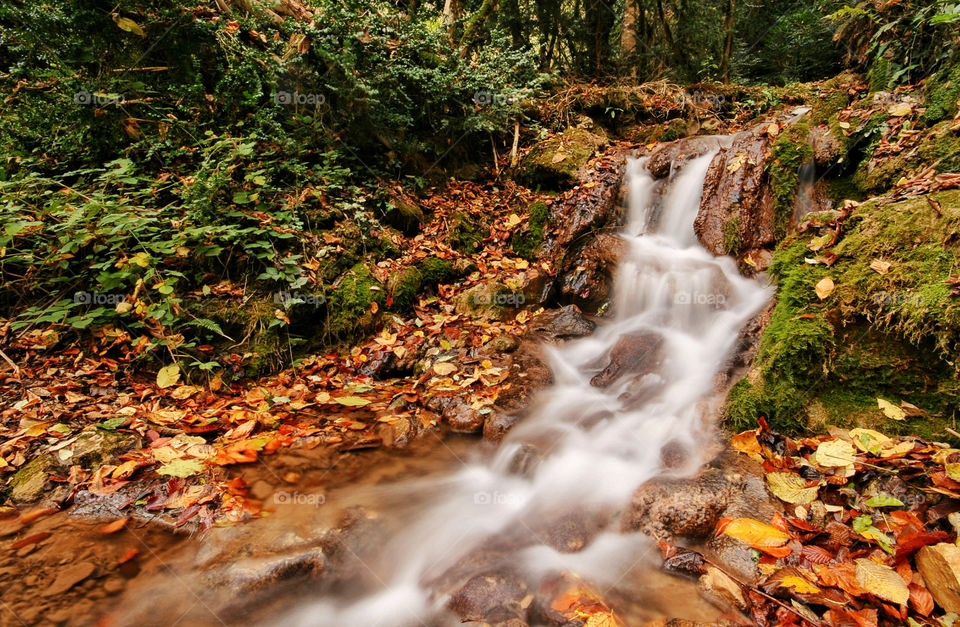 italy trees leaves water by kuzeytac