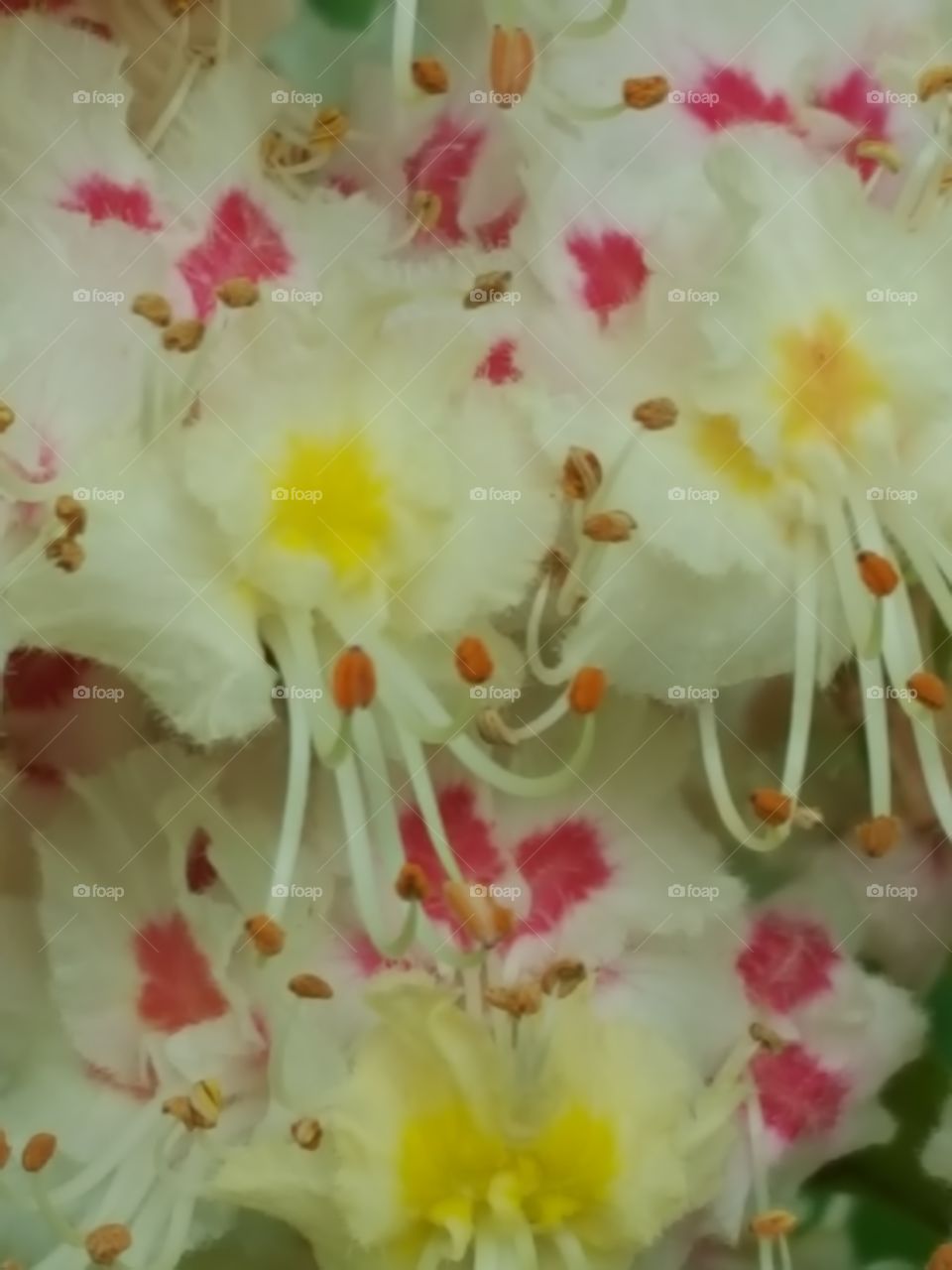 chestnut flowers