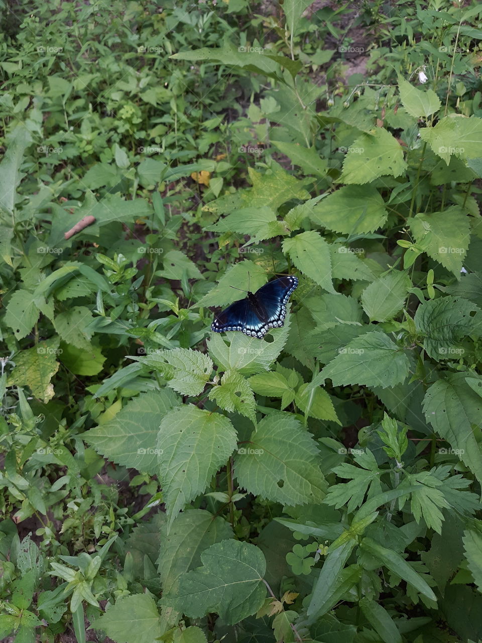 Today's Beautiful Gift from God, a Butterfly...