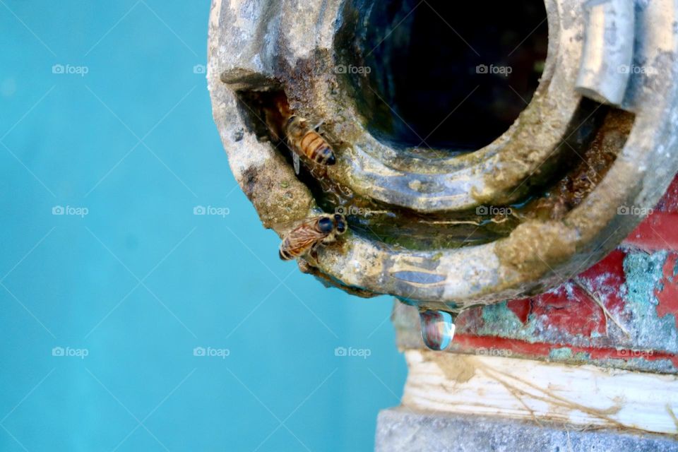 Two bees looking for water in dripping fire hydrant 