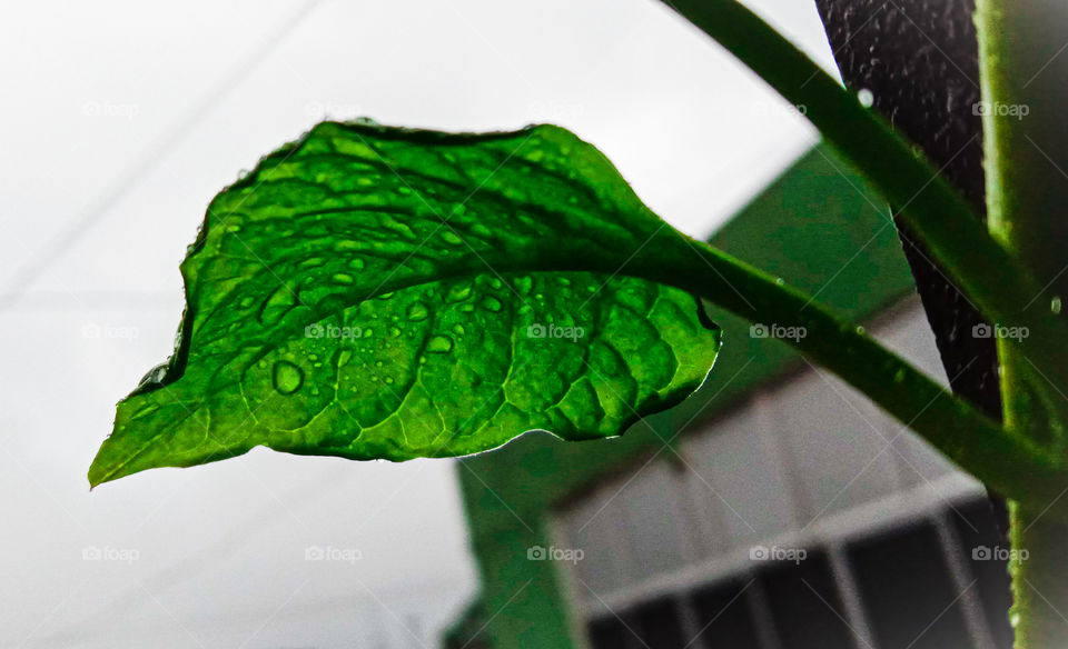 fresh leaf after rain .... rainy day