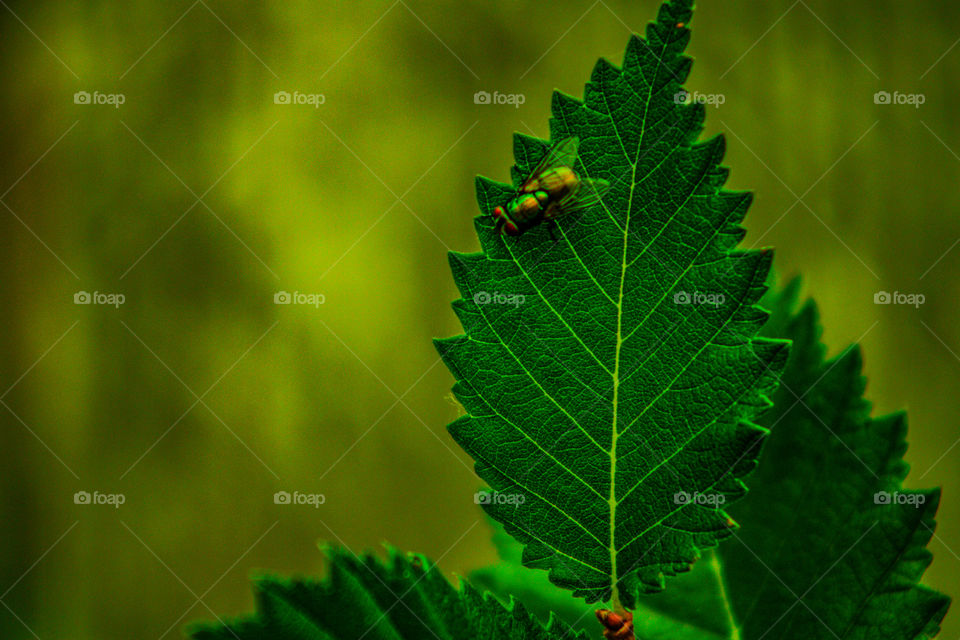 fly on a leaf