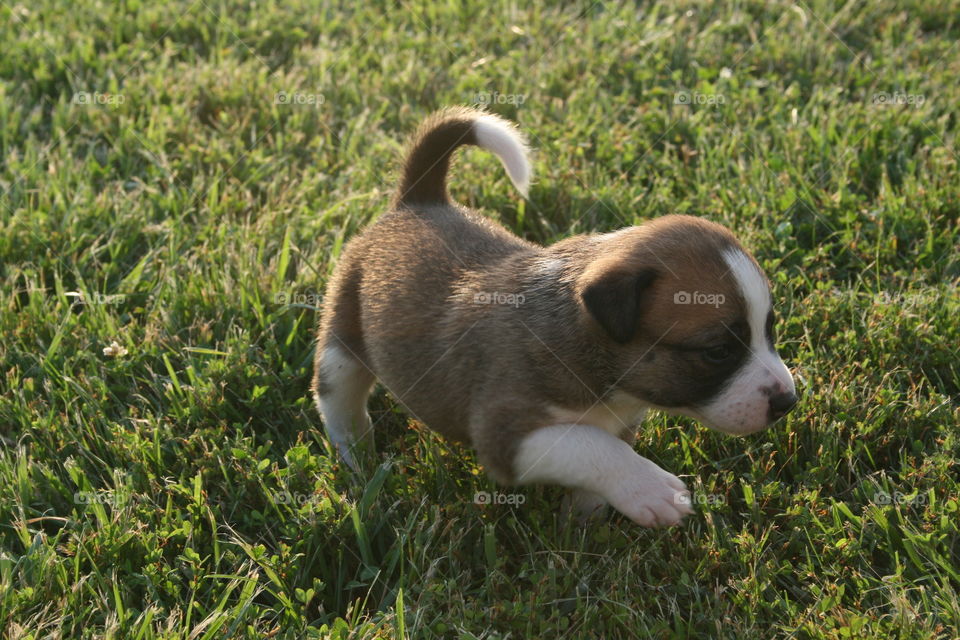 Puppy Run. One month old puppy checking out his surroundings. 