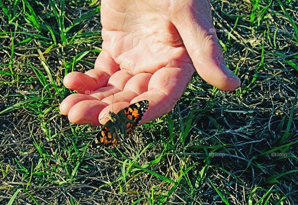 Butterfly Touch