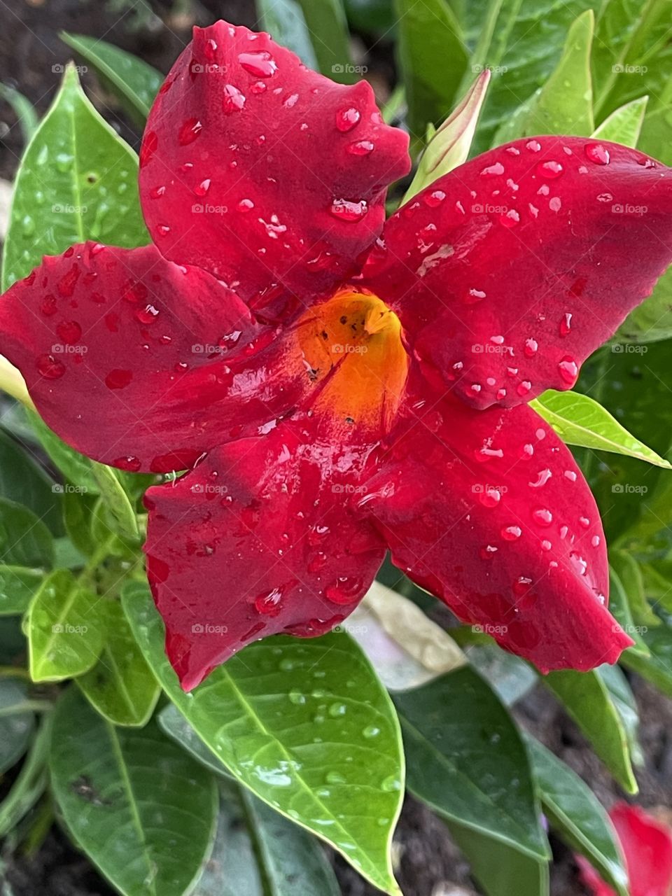 Reds the color ❤️