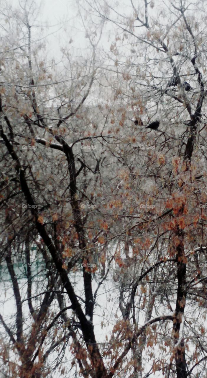 View from the window_the two crows sit on one branch