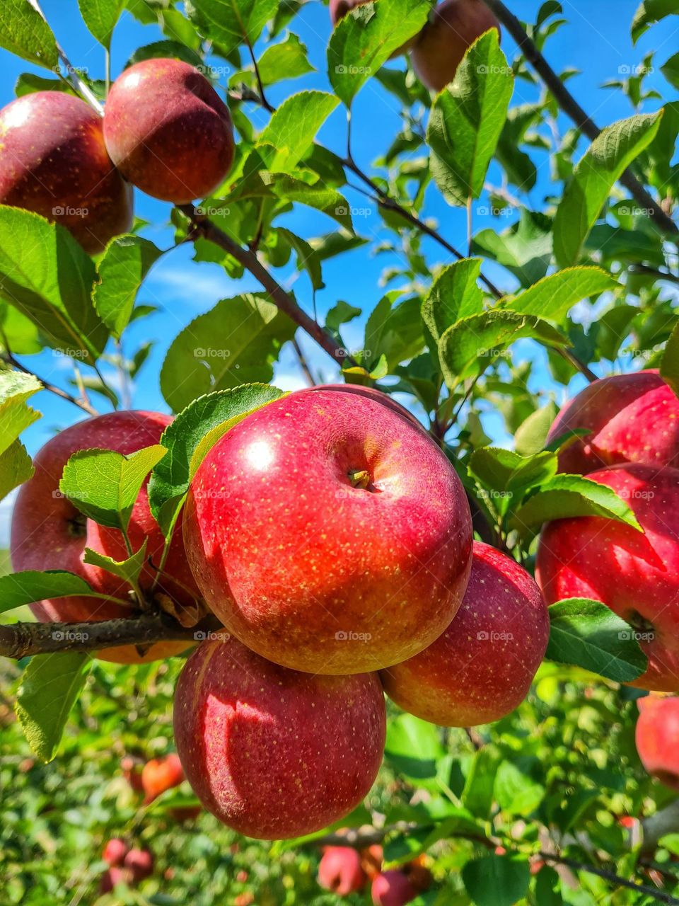 apple picking