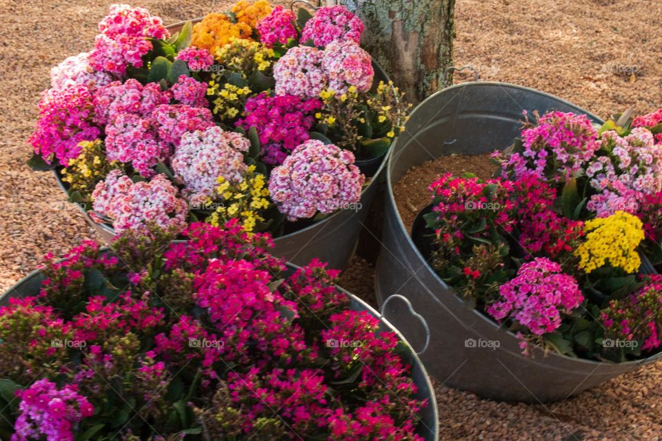 Colorful flowers/Flores coloridas