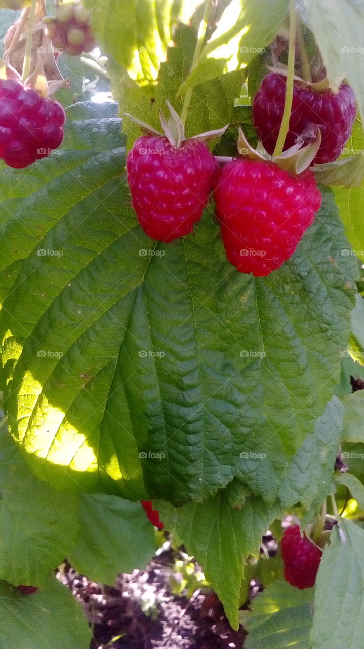 Raspberry. Harvest.