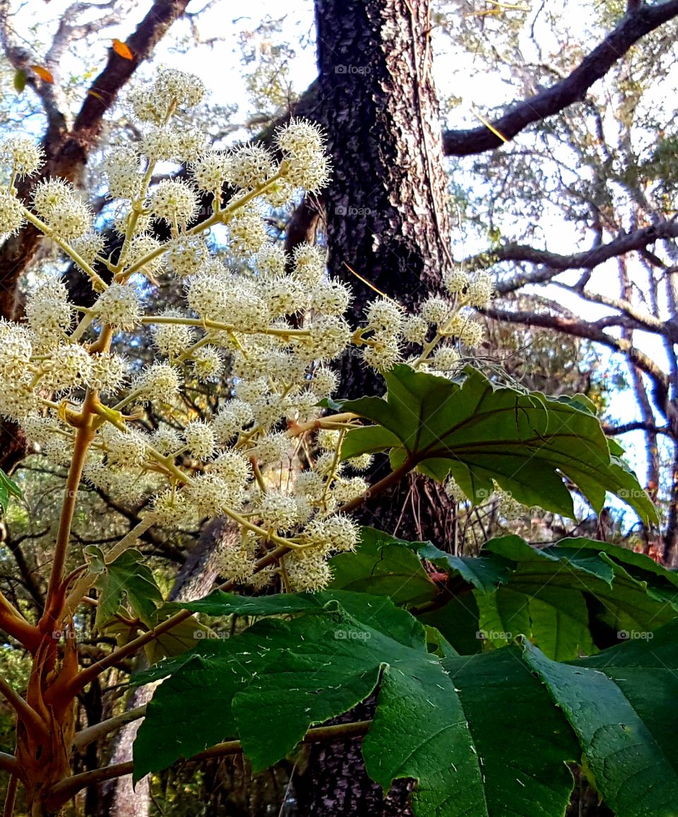 flowering tree