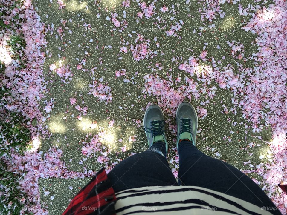 Pink petal pathway