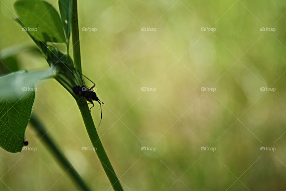 Beetle on plants